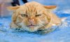angryseacat.JPG
