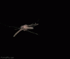giphy13.gif