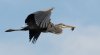 Heron with mouse.jpg