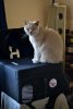 catsaysno.jpg