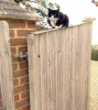 cat-likes-drone.png