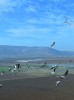 pelican postcard.png
