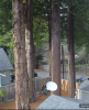 trees.png