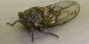 Cicada.jpg