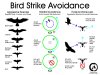 Bird Strike Avoidance.jpg