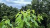Rain Drops on Tree Top Leaves.jpg