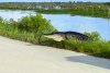 Gator.jpg