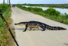 Gator-2.jpg