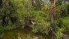 1 Egret just taking off.jpg