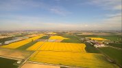 Yellow fields.jpg