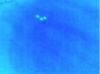 Black_Cows_Thermal_Image.png