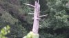 GhostTreeat600feet-Zoom-2.jpg