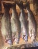 fish.JPG