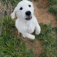 puppybreath